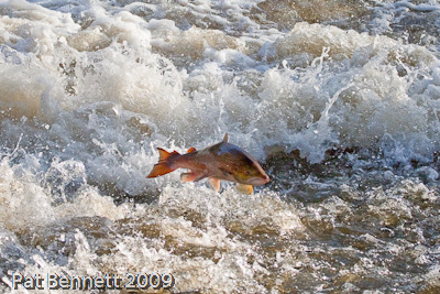 Salmon jumping weir