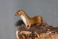 Weasel